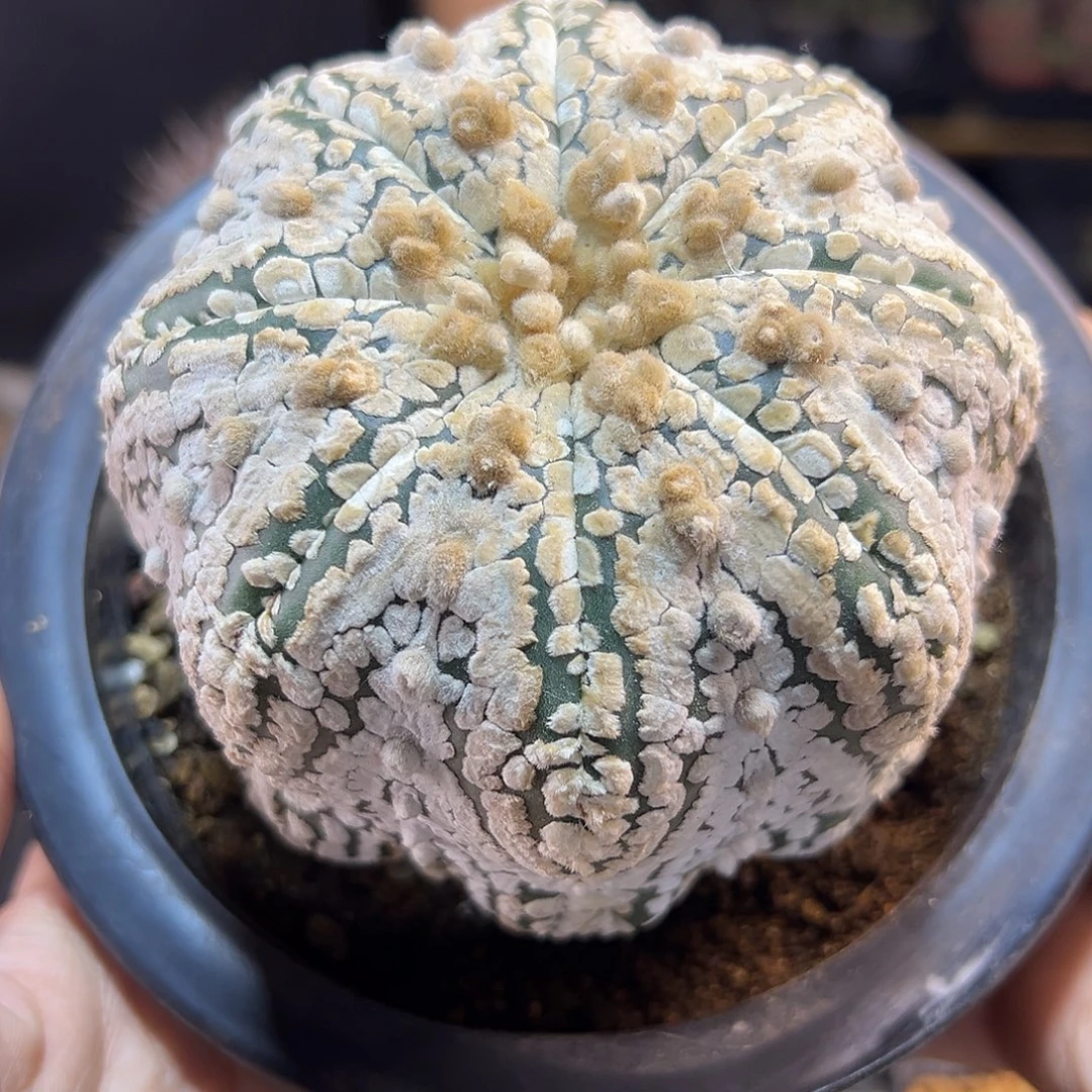 晚5号自根海星超兜9.5公分