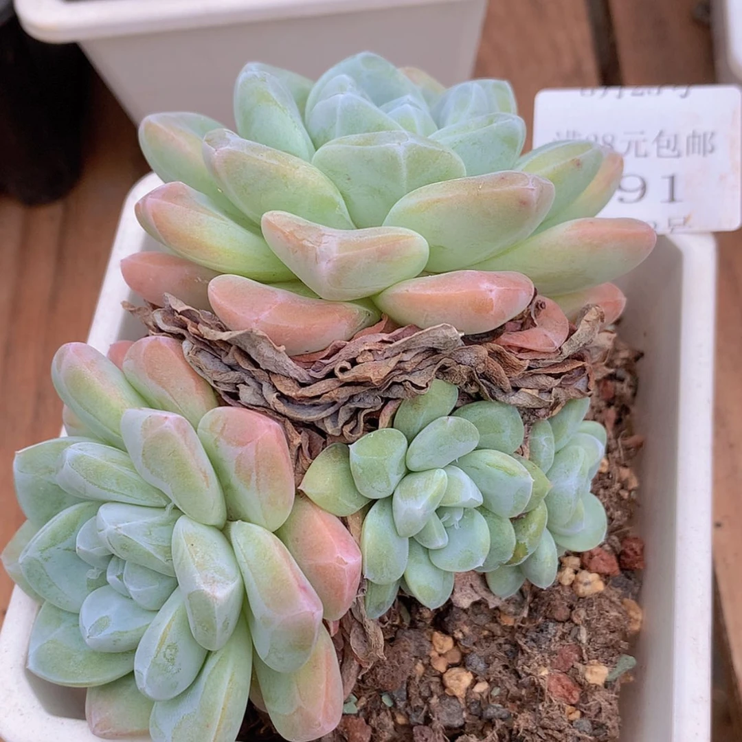 【闪购商品】云591号