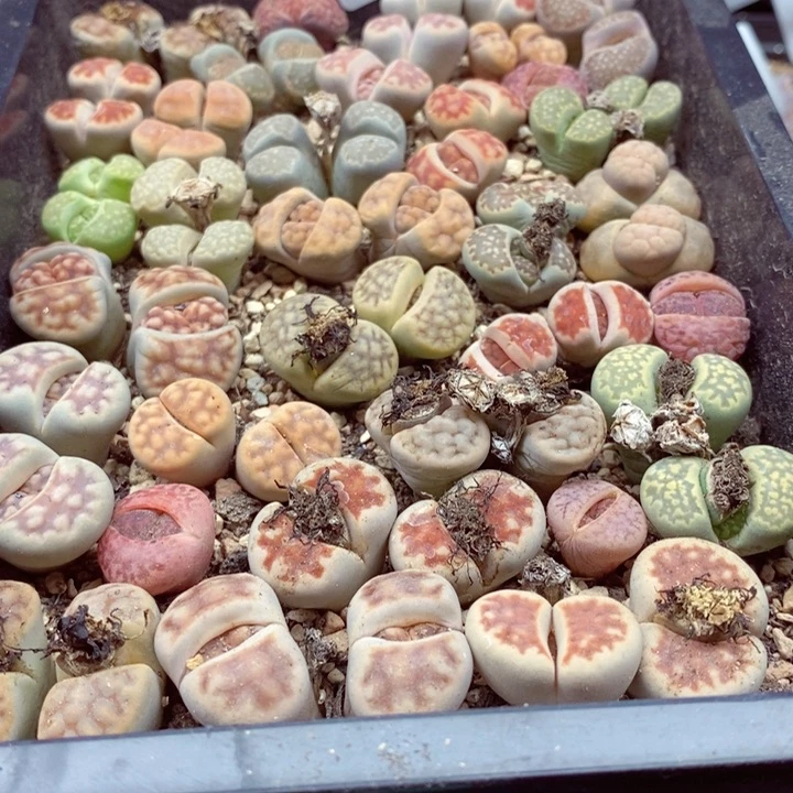 流***朵我是一只小小鸟地域鬼349