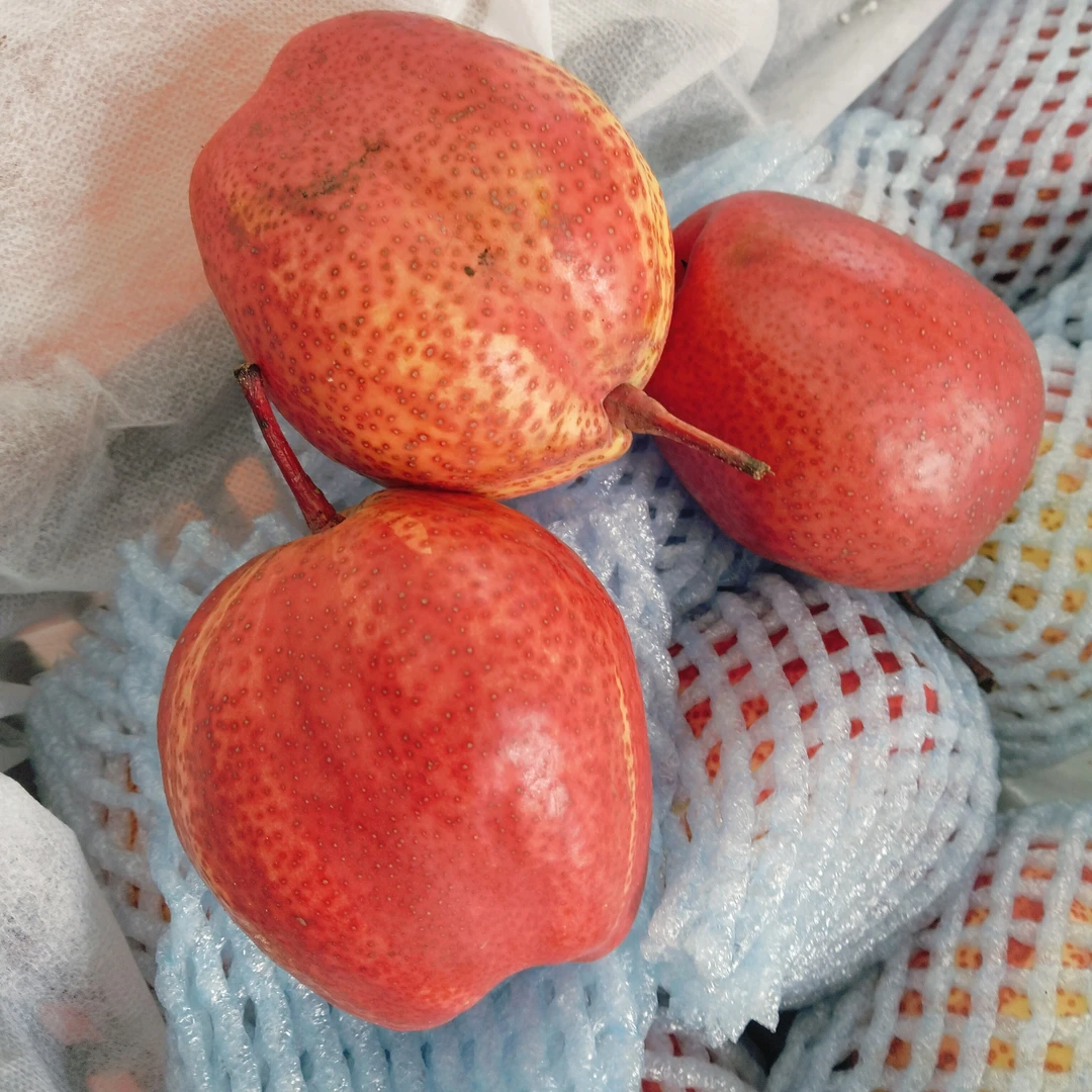 爆甜彩虹梨两斤装 口感绵密 口感绝绝子