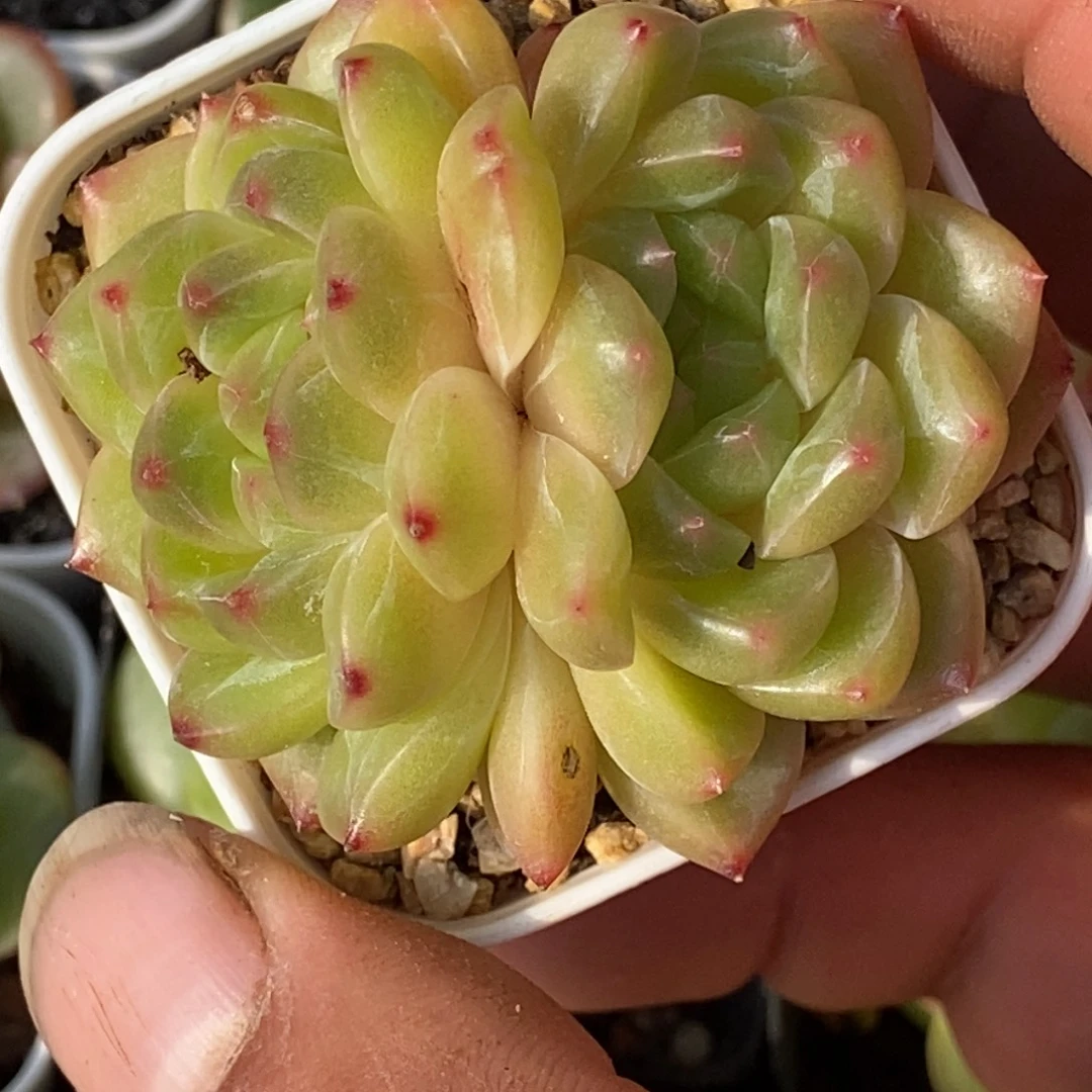 天官赐福百无禁忌