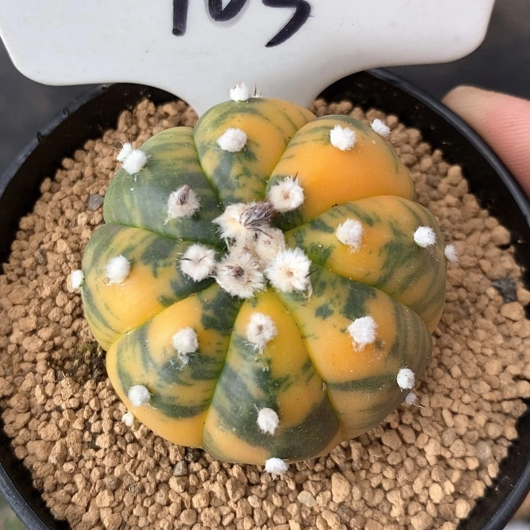 9***0103兜锦系列产品的