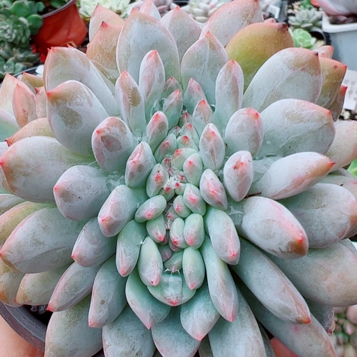 星影缀多肉植物251