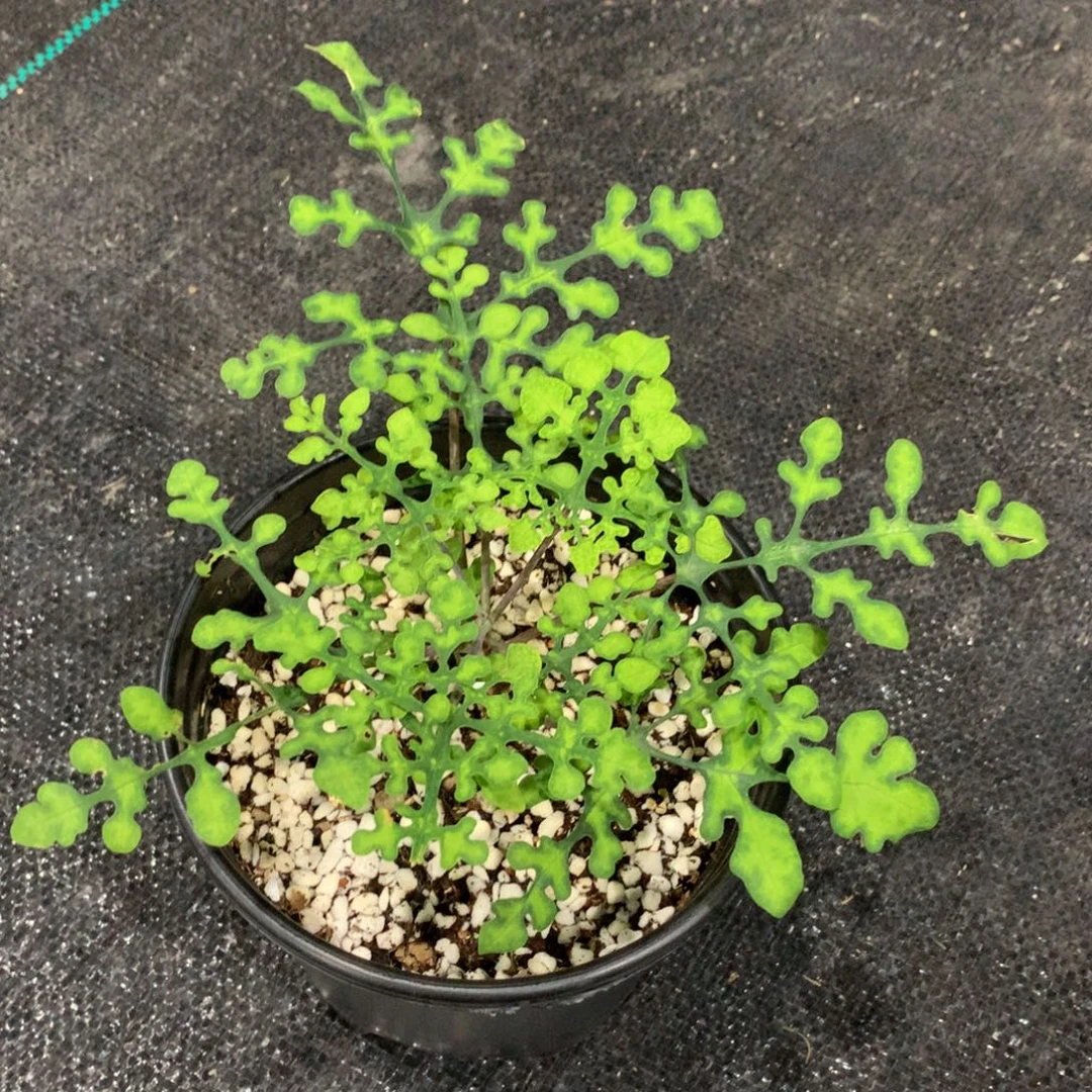 难***涂完全开放梦幻绿雪花西番莲