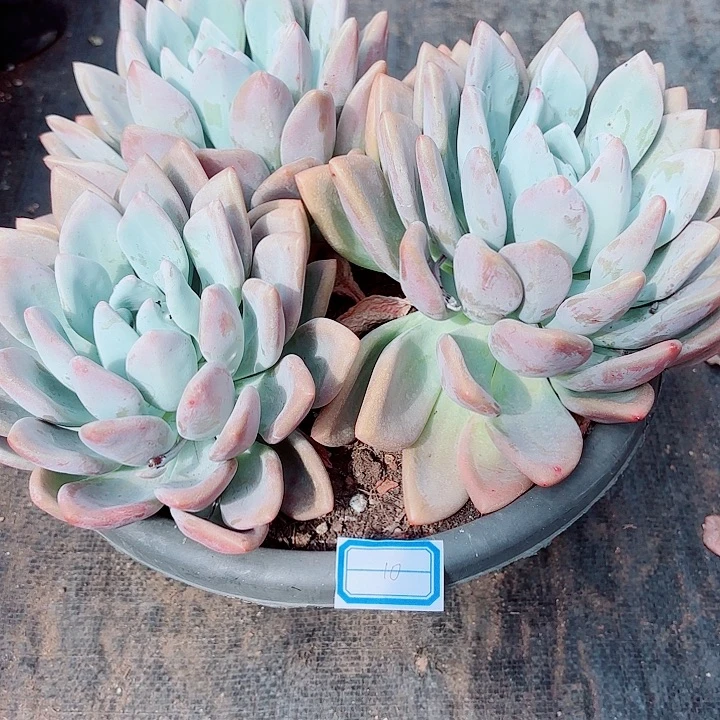 一物一拍多肉奥普群生老桩多肉