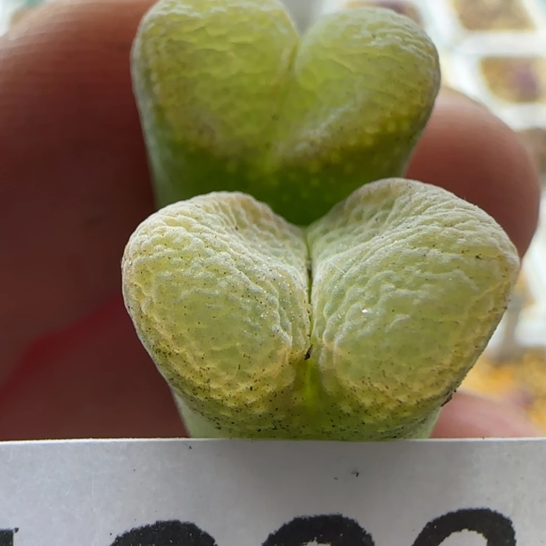 【闪购商品】?*梦12938