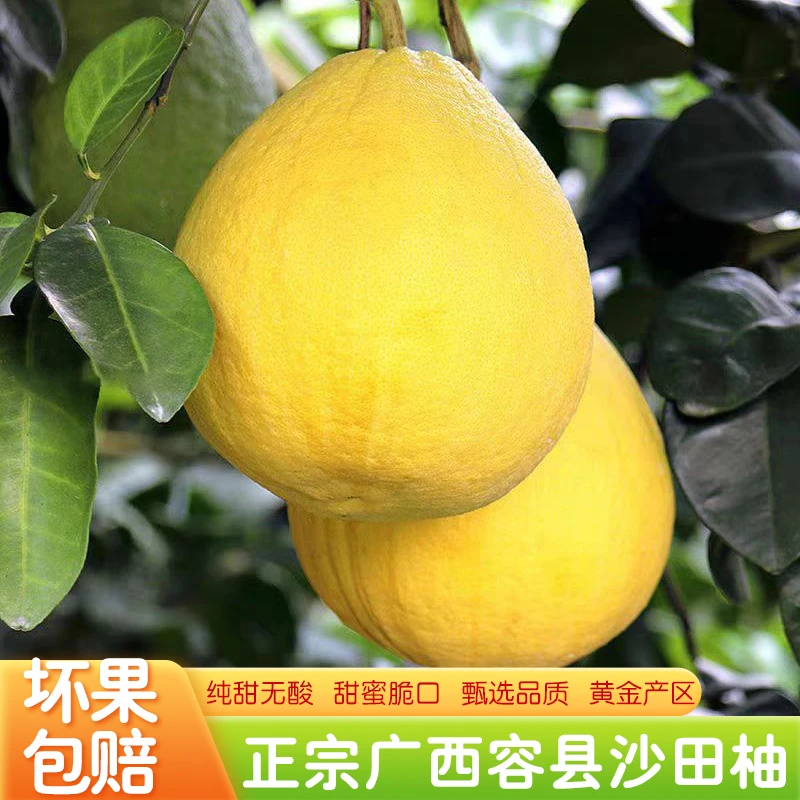 当季精品广西容县沙田柚正宗特产纯甜高山老树 产地直销
