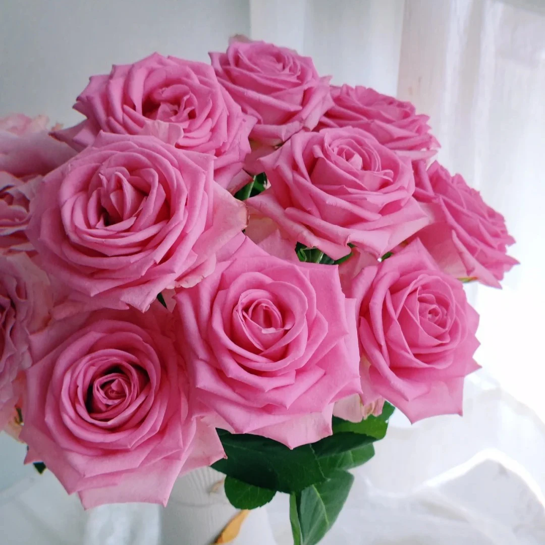 七叶花坊#单头玫瑰 【苏醒】鲜花优选 顺丰直发