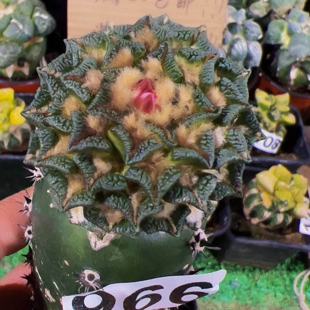 无花朵黑牡丹仙人球966