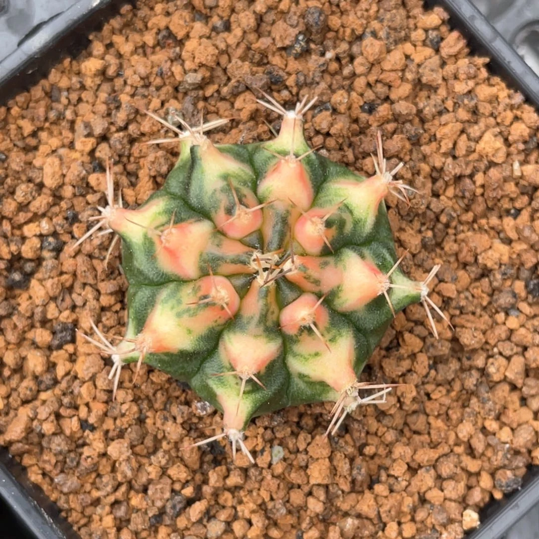 当前无花朵，栽培后可花朵橘黄虎斑米哈锦