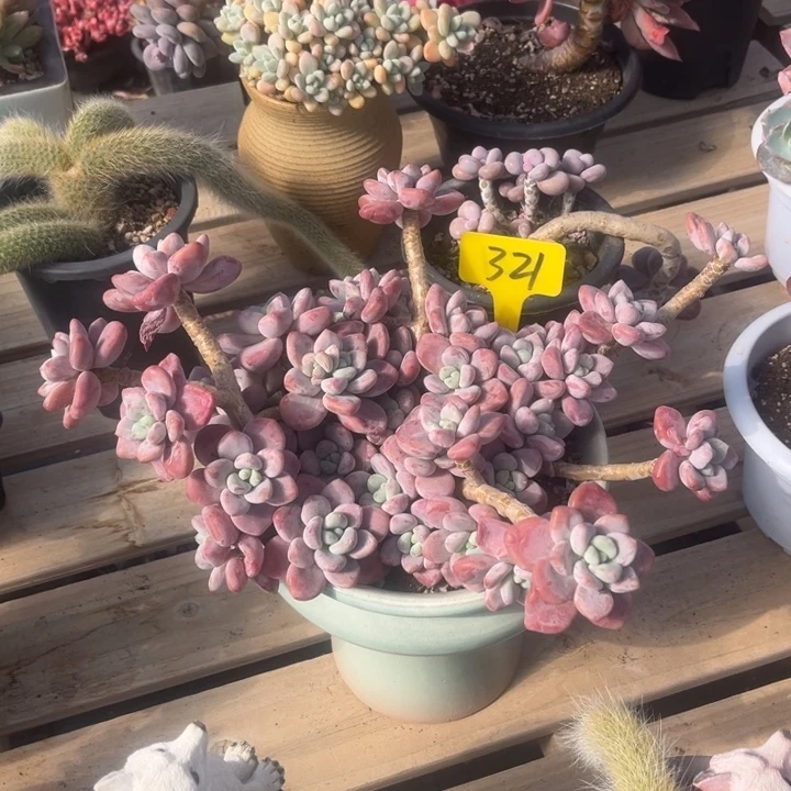 红洛神多肉植物3 2 1