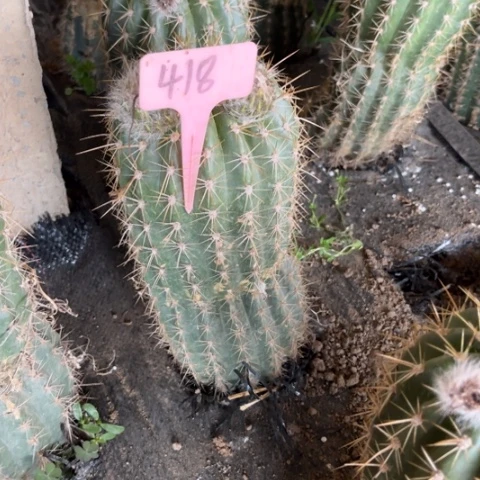 风***诺清清41有斑介意勿拍418