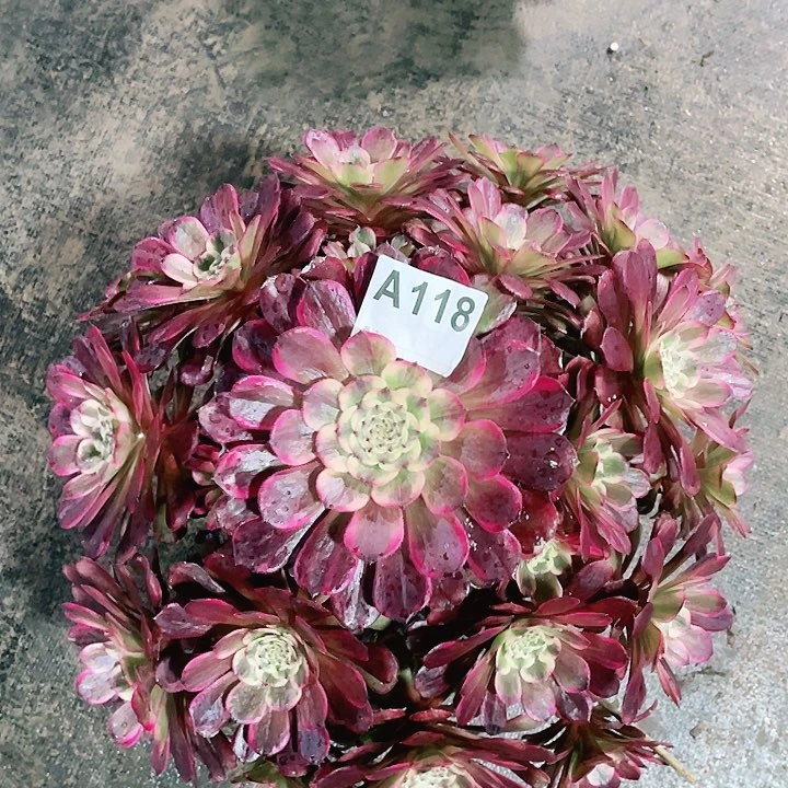 黑金刚………………………………………118