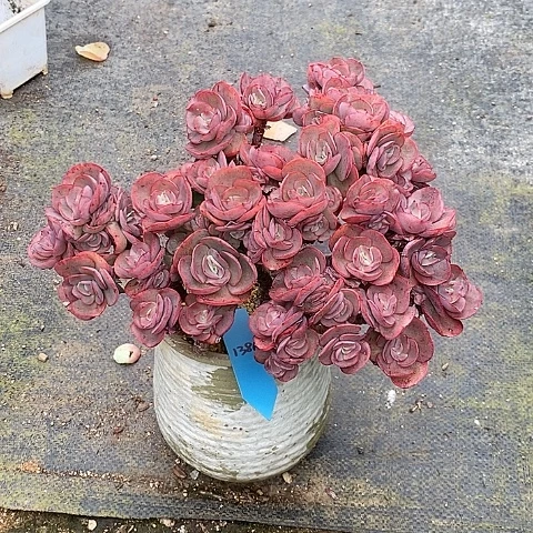 语*蝶1386多肉植物老桩