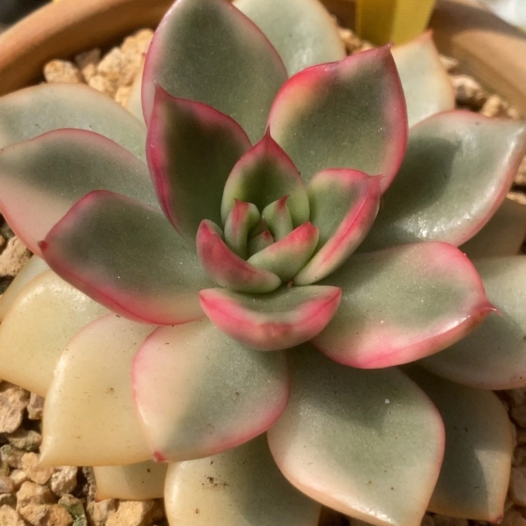 386厚叶吉赛儿锦锦锦锦锦锦