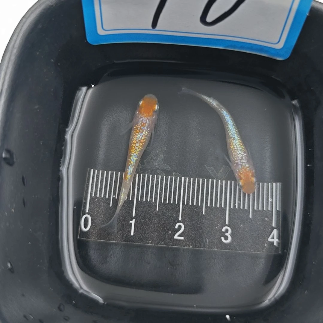 青鳉鱼观背青鳉上周王华种极一对10号
