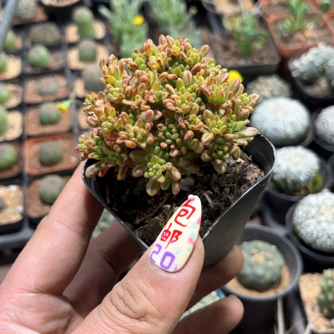 末*生24292一物一拍单头发货