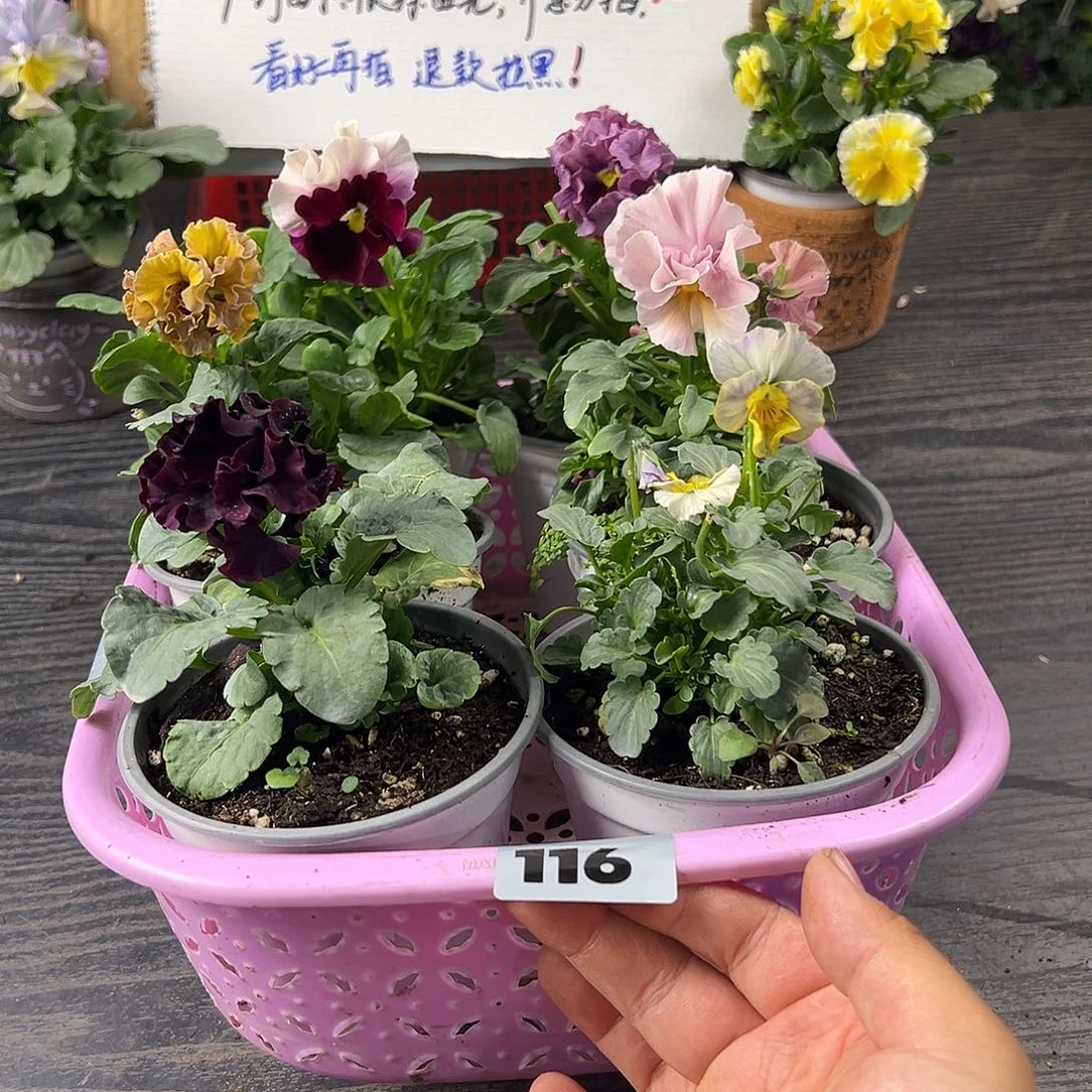 大部分花苞少量开放116号