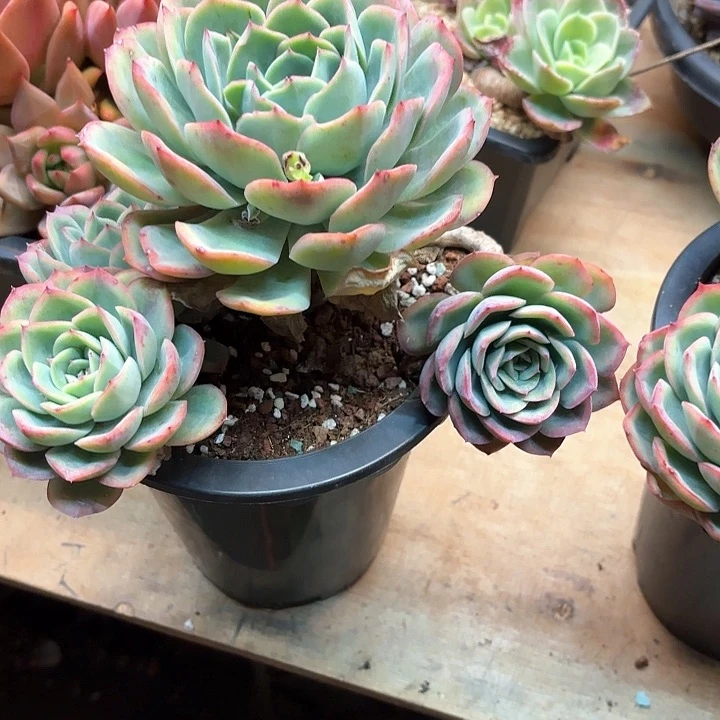 多肉植物，晨露一颗