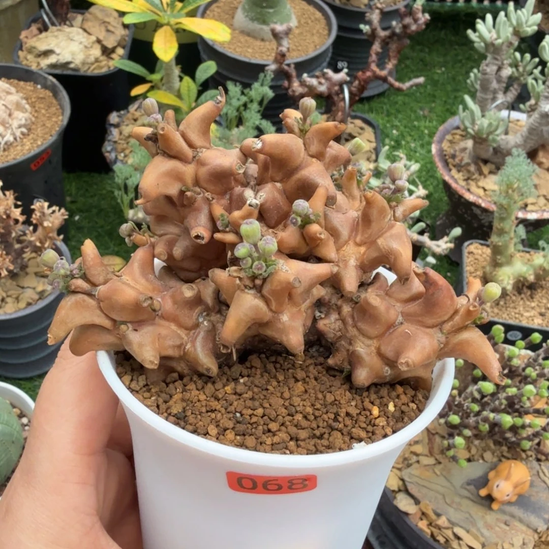 蛮鬼塔068仙人掌球