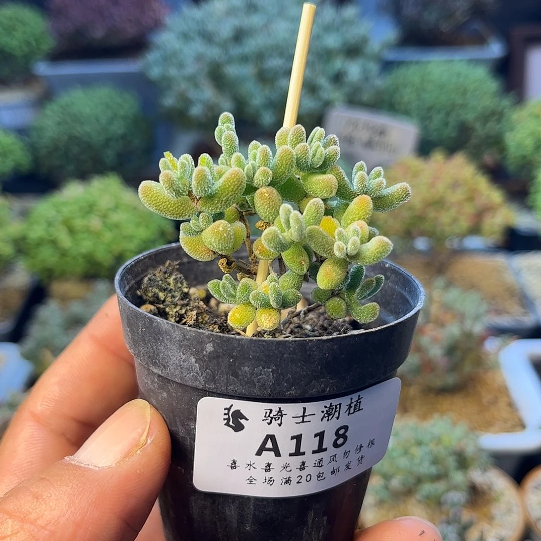 118冰晶枝干番杏多肉