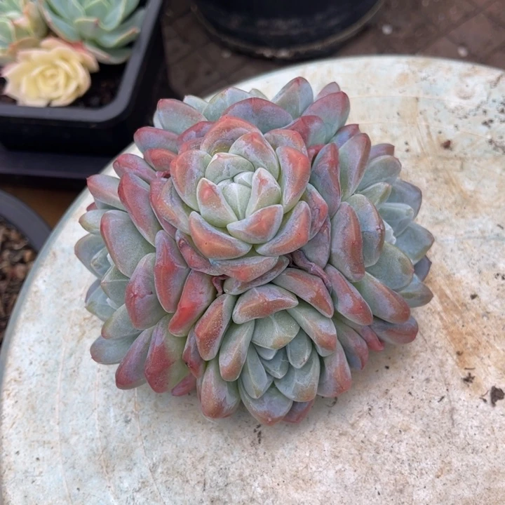 秋可园艺 控养冰玉群