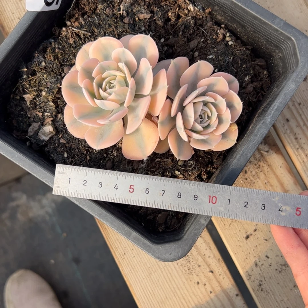 凌****745 多肉植物组合盆栽