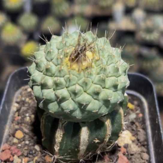 无花朵螺旋菊水197