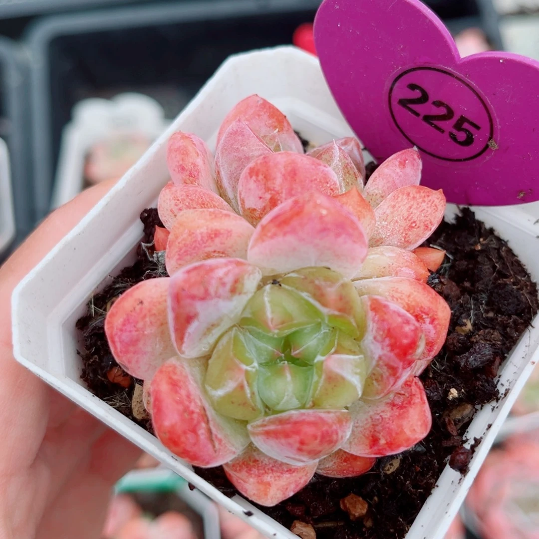 225号小老桩糖心双头