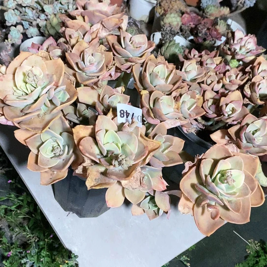 ℳ****748赫氏多肉植物