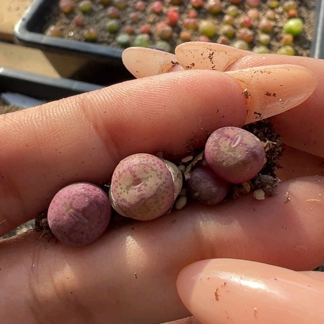 可***龙1111111111多肉多肉