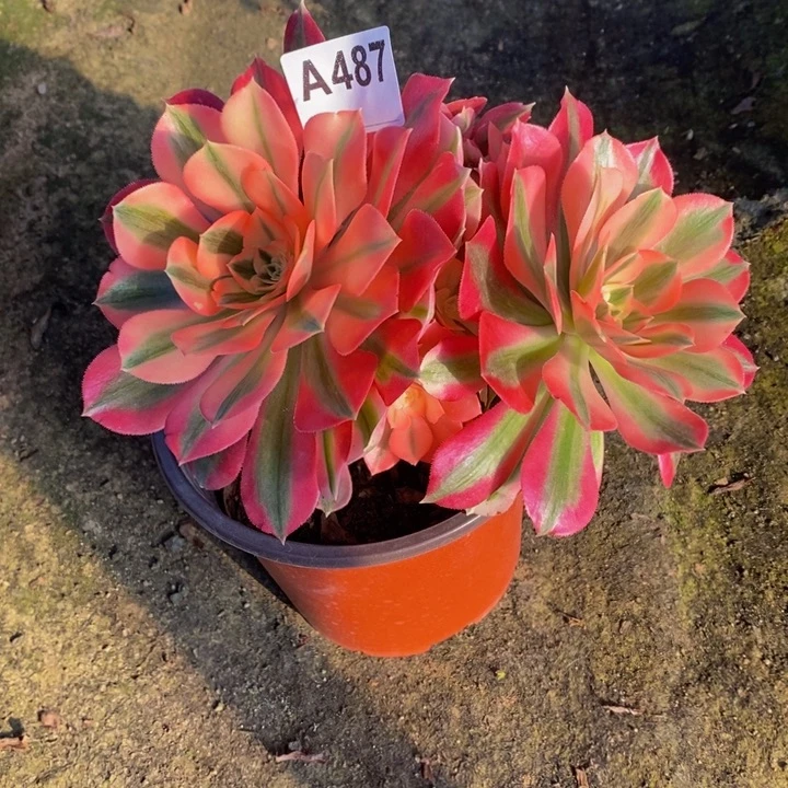 女巫多肉植物487