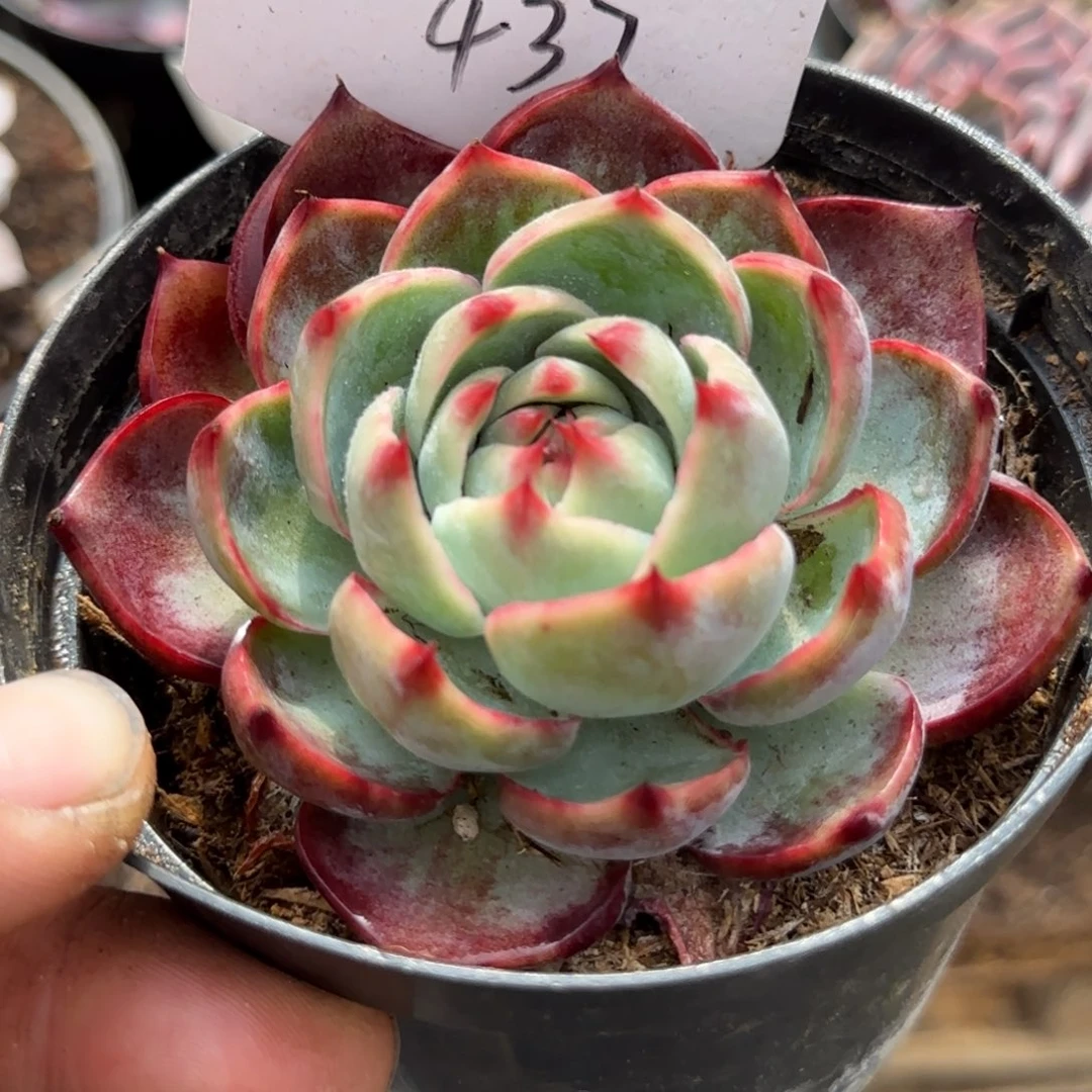 惊鸿一物一拍包装收缩花旱437