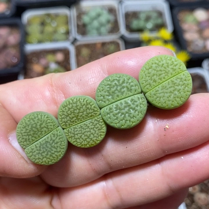 优选漂亮绿富贵特价