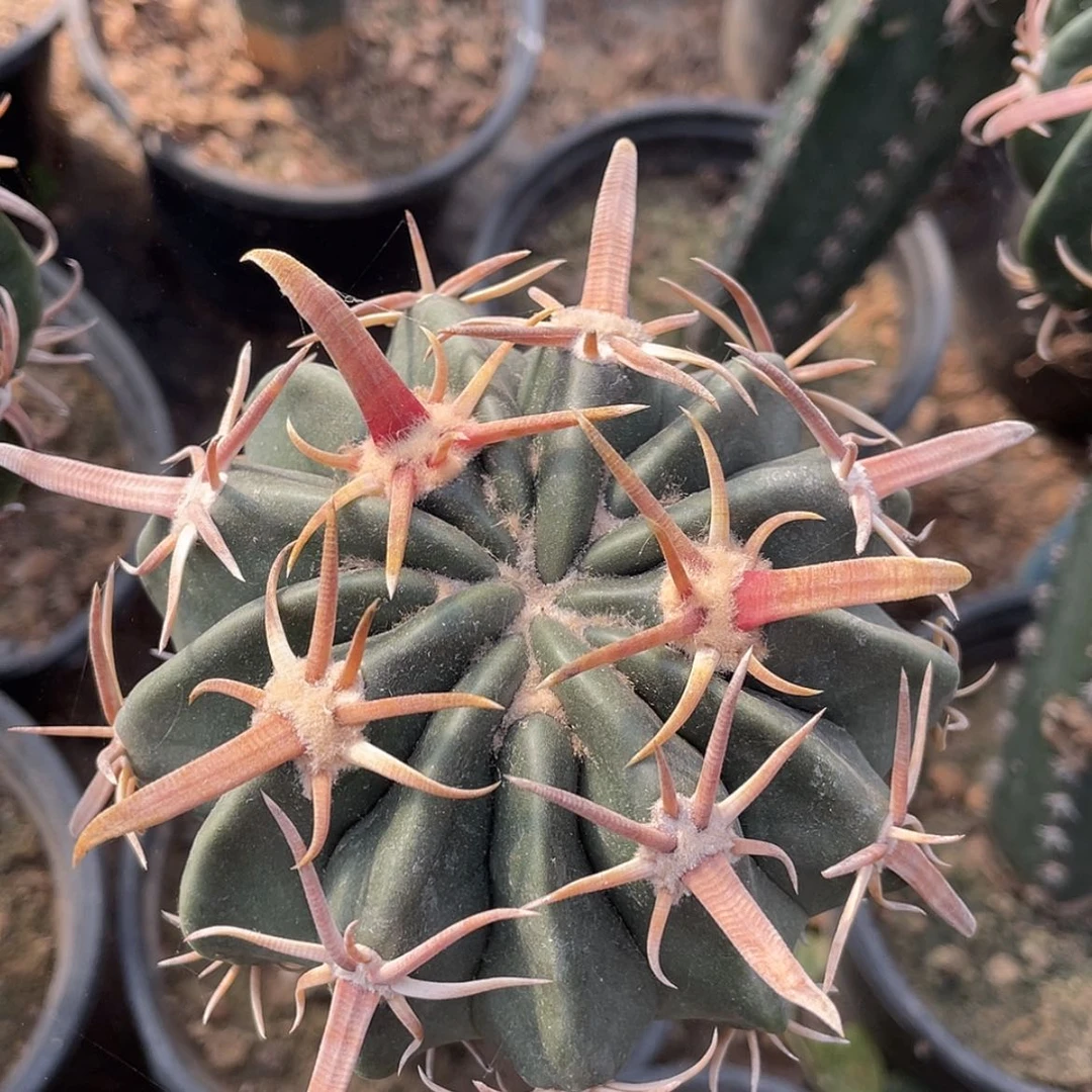 【闪购商品】武藏凌波苗接66666