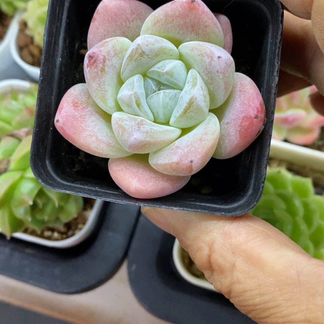 精品多肉一物一拍不包整146