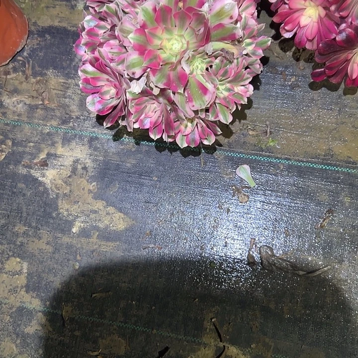 不包侧枝一物一拍40