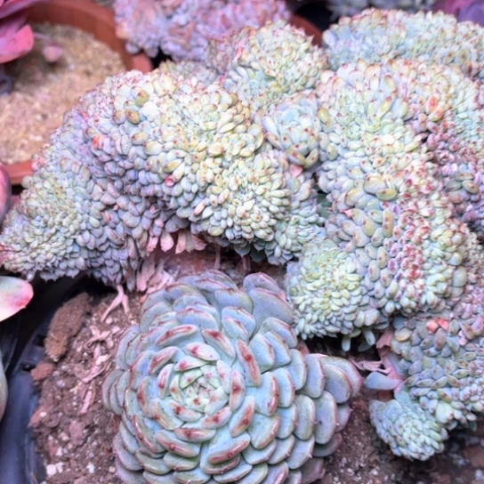 夏*营多肉植物的植物