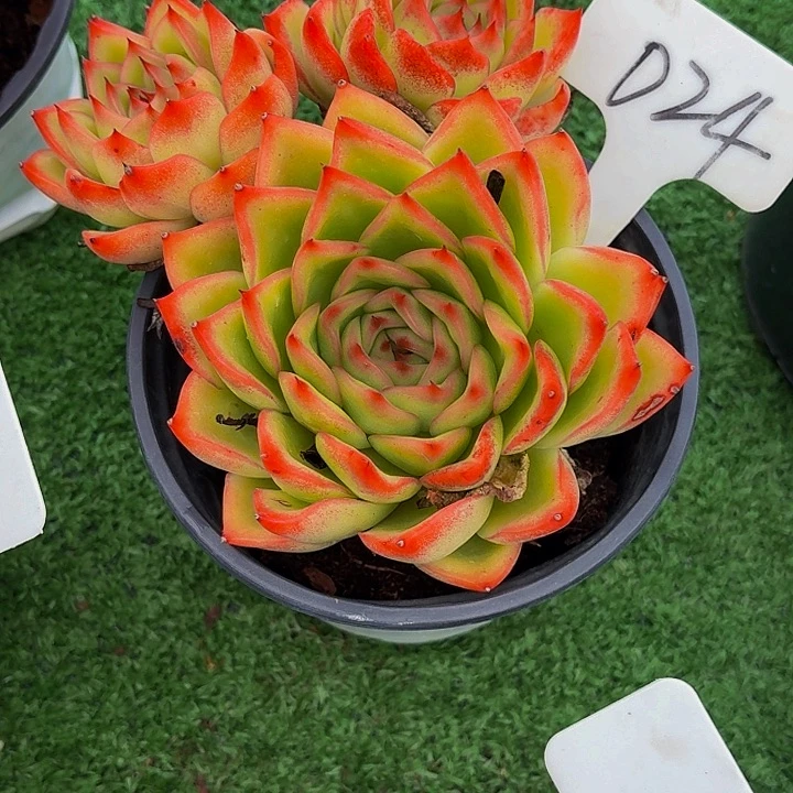 蜂***2丽娟花卉东云杂三头