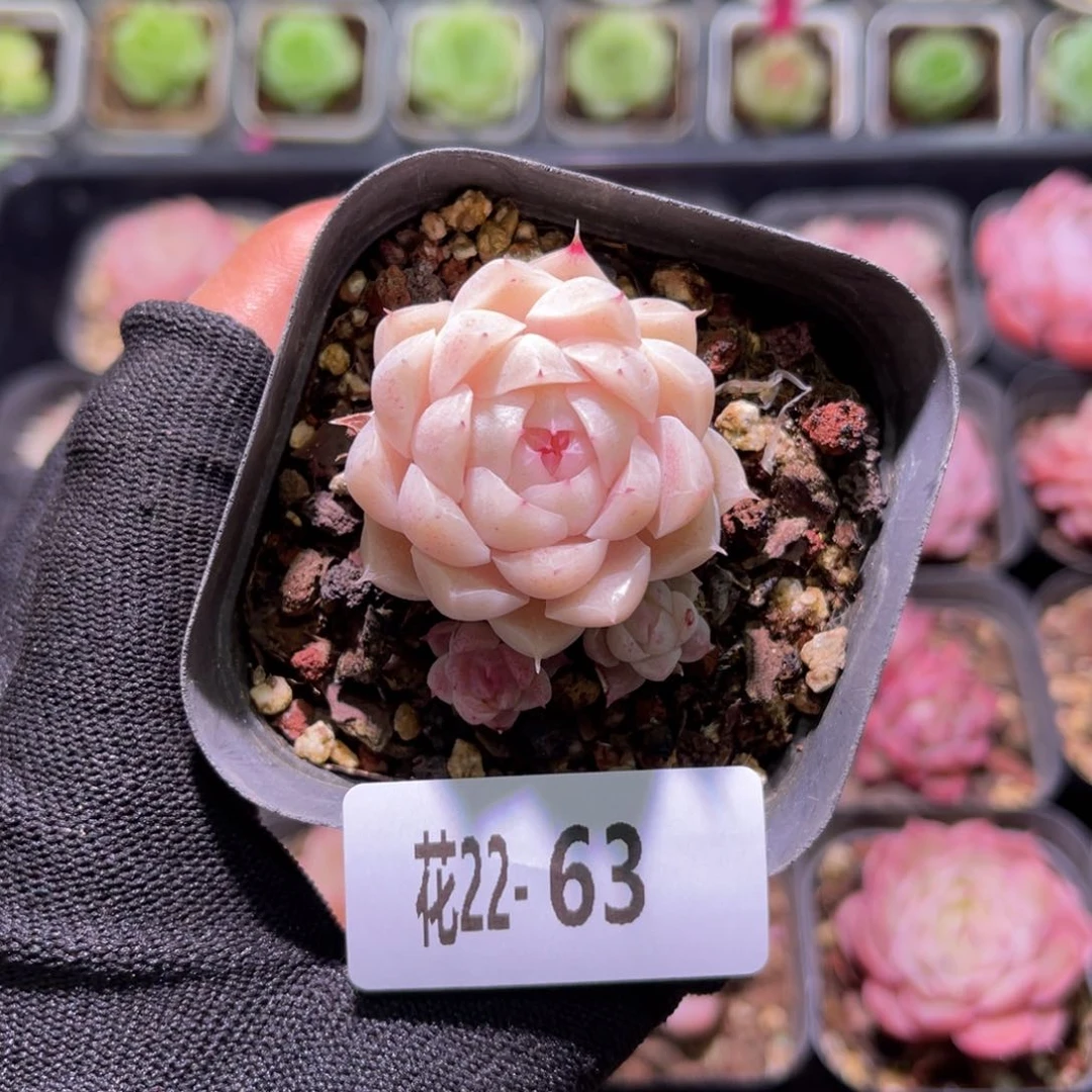 花22-63麦秆不包整