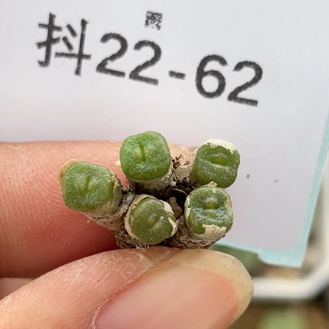 22-62方糖多肉植物