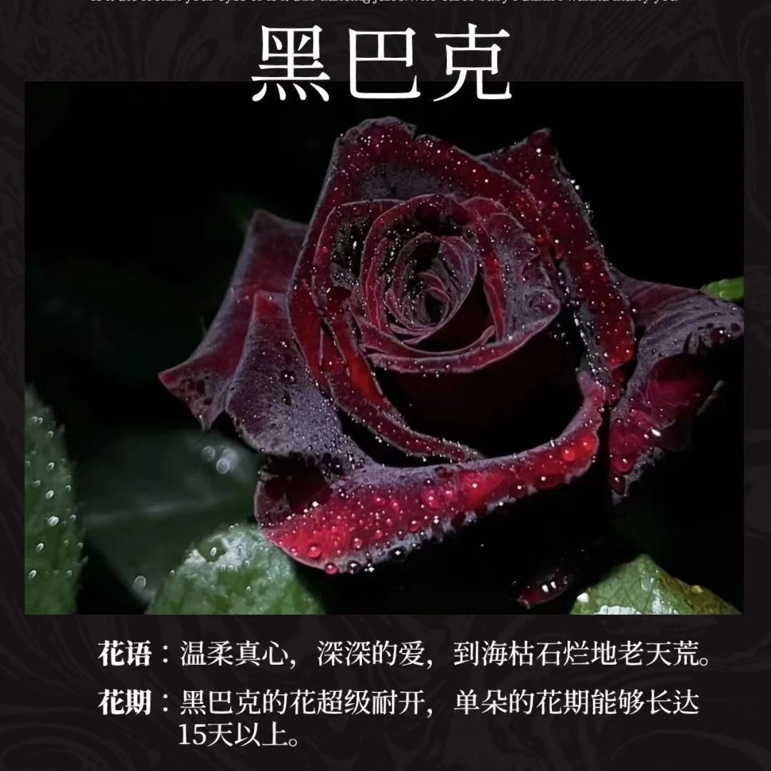 【黑巴克三加仑】切花花园好养护抗病性强四季开花花卉绿植月季盆栽