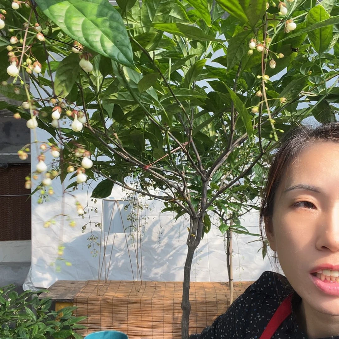 无花朵垂丝茉莉大颗一pen