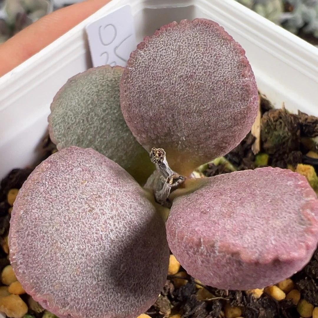 w紫色磨砂质感实生新品