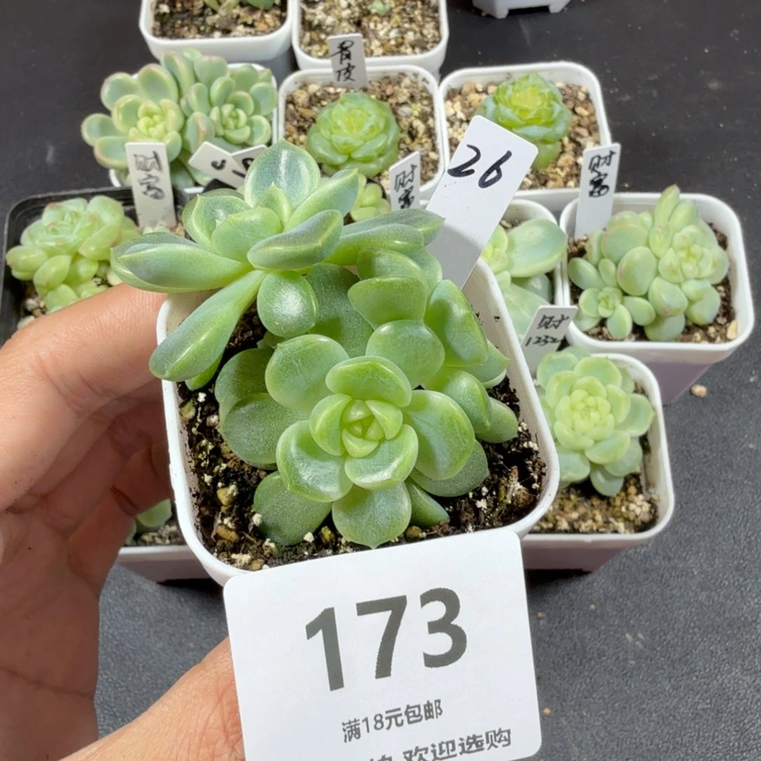 甜心26三头一物一拍173