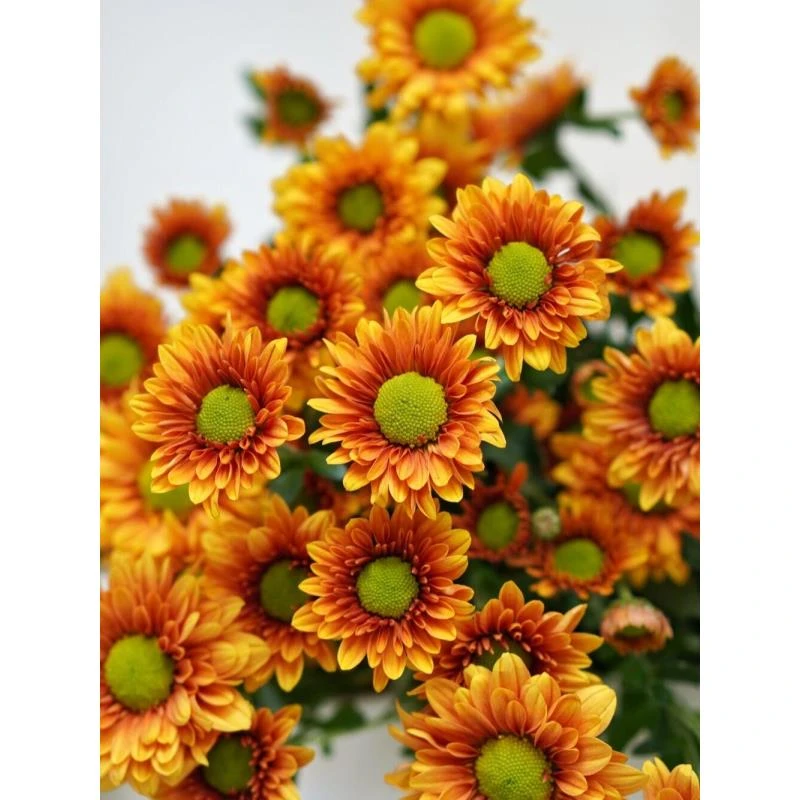 橘星  小雏菊（两单顺丰）