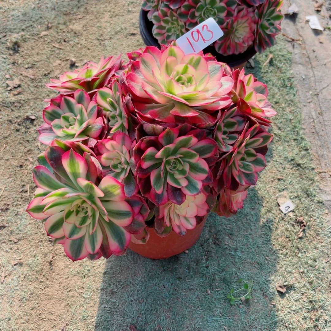 感***1193倾城法师多肉植物