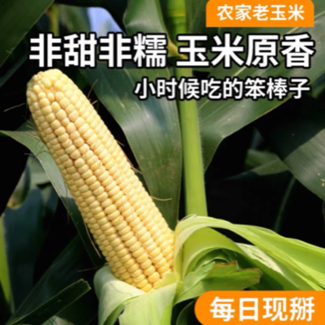 现掰老式笨玉米 新鲜老玉米非甜非糯老棒子 儿时味道北京市