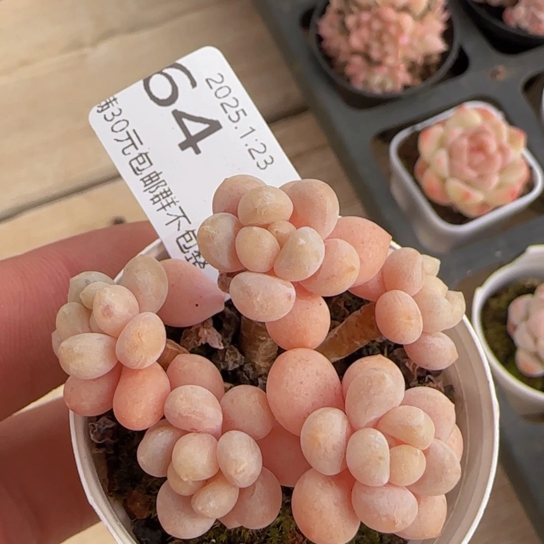 鱼子酱一颗脱土发货吗