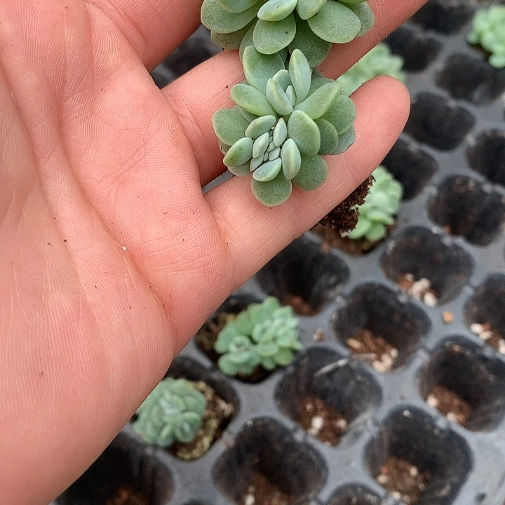彤***妹多肉植物一物一拍